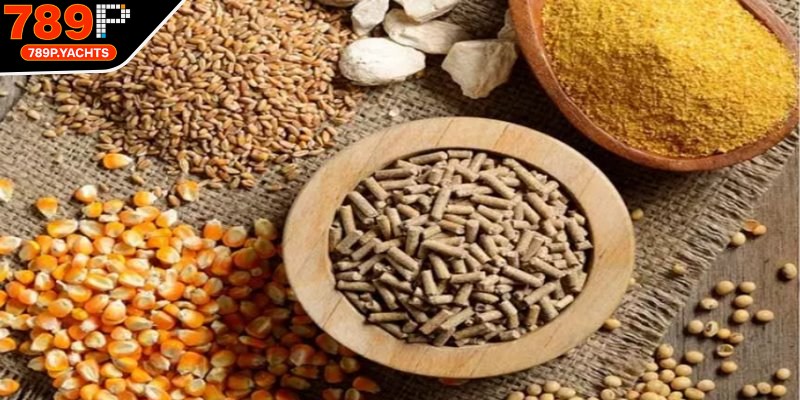 Khẩu phần hợp lý là cách chăm sóc gà chọi duy trì phong độ ổn định