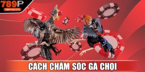 Cách Chăm Sóc Gà Chọi