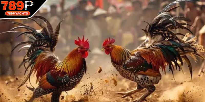 Đá gà Campuchia bộ môn giải trí vô cùng hấp dẫn