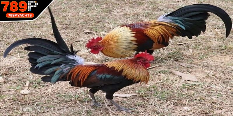 Các kèo cược mang tính kỹ thuật cao tạo trải nghiệm hấp dẫn