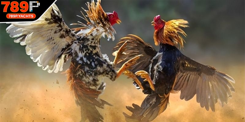Chiến kê thi đấu sẽ trải qua quá trình tuyển chọn kỹ càng