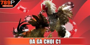 Đá Gà Chọi C1
