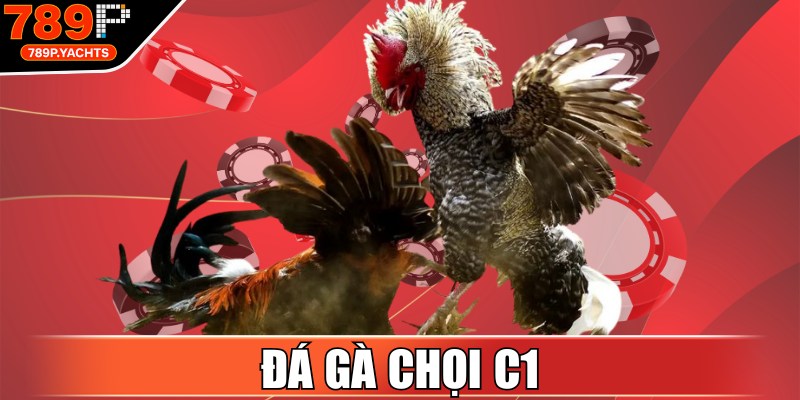 Đá Gà Chọi C1