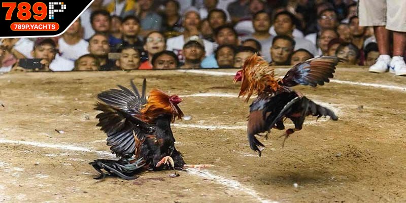 Wala đặt cược chiến kê đội khách sẽ tạo bất ngờ
