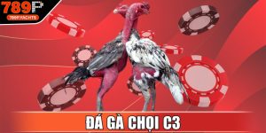 Đá Gà Chọi C3