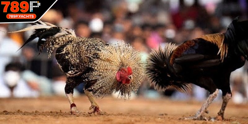 Bình luận viên dẫn dắt trận đá gà dày dặn kinh nghiệm